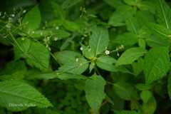 Stellaria monosperma